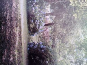 Organizzazione Noblogs